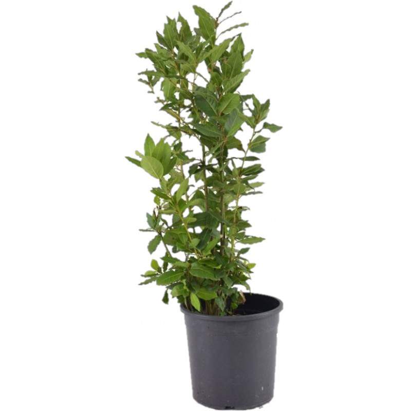 Laurel flowerpot 18cm