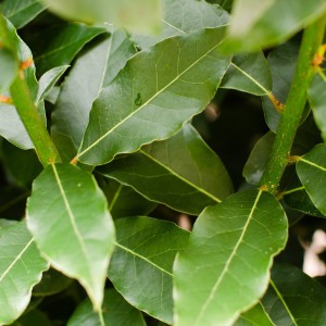 Laurel nobilis w wazonie