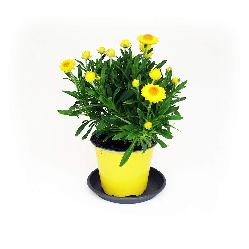 HELICRISUS roślina zielone liście i żółte kwiaty