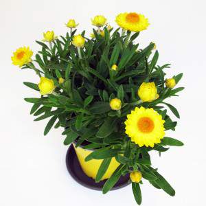 Helichrysum zielone liście i żółte kwiaty