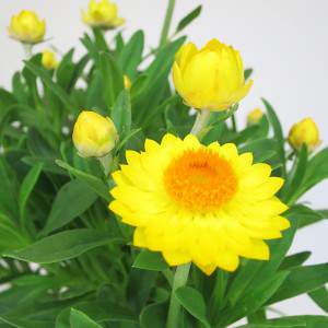Helichrysum grote gele bloemen