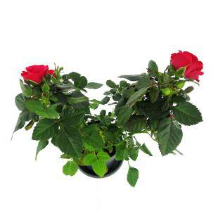 sadzić czerwone róże i duże zielone liście