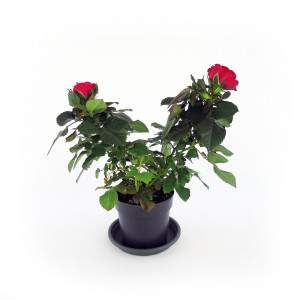 plant red roses and large green leaves