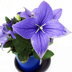 plant green leaves and blue flowers