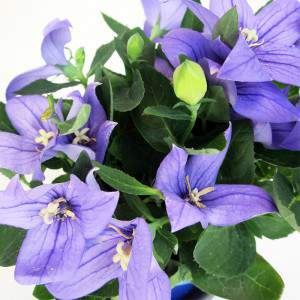 blue flowers and green leaves