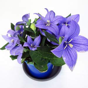 blue flowers and dark green leaves