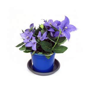 planter des feuilles vertes et des fleurs bleues