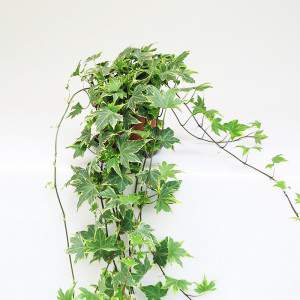 ivy plant falling back