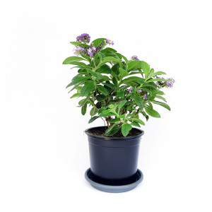 plant heliotropium purple flowers