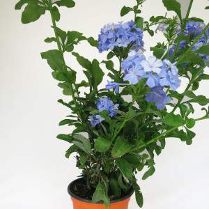 High branches with green leaves and blue flowers