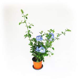 Plumbago plant blauwe bloemen