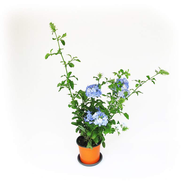 pianta plumbago fiori azzurri pianta plumbago fiori azzurri
