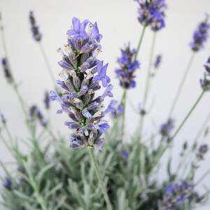 ramitas de lavanda