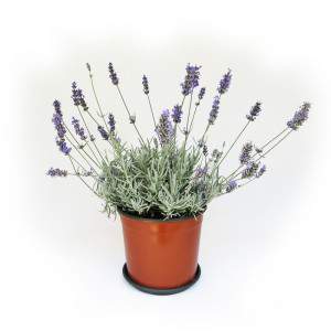 JARRÓN LAVANDA 18CM