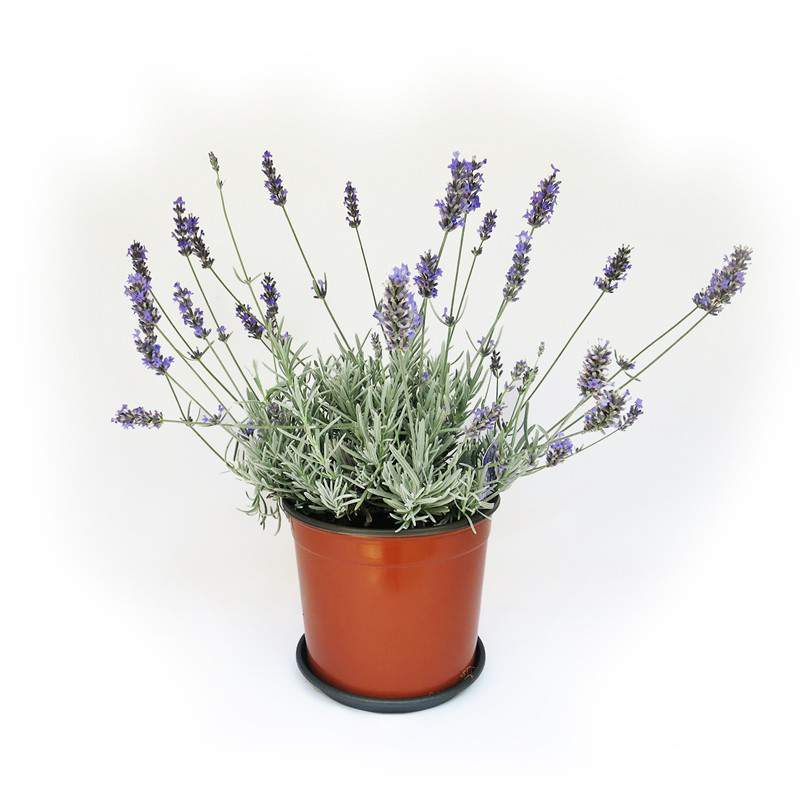 https://www.gardenstuff.it/35677-large_default/lavanda-vaso-18cm.jpg