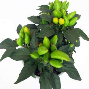 dunkelgrüne Blätter und hellgrüne Früchte