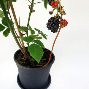 Pflanze riesige Brombeerbeeren