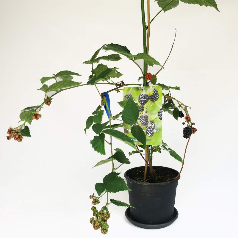 pianta frutti di bosco mora gigante pianta frutti di bosco mora gigante