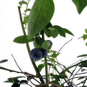 kleine süße Heidelbeeren dunkelblau