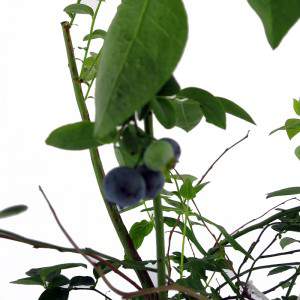 American sweet cranberry plant