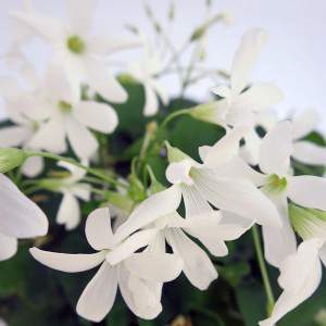 pequeñas flores blancas