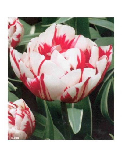 TULIPES AMPOULES Joli carnaval parfumé