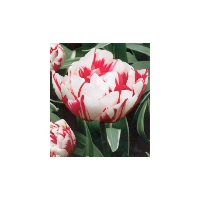 Gladiolus mon amour 7 bulbi Gladiolus mon amour 7 bulbi