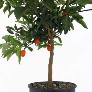 mandarijn kumquat plant