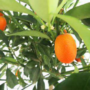 orange Mandarinen und grüne Blätter