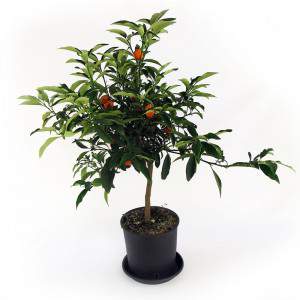 Chinesischer Mandarin kumquat