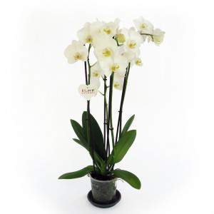 Orchidea vaso 12cm