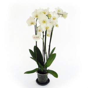 Witte orchidee plant