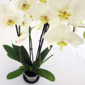 Witte orchidee bloemen