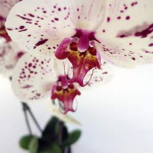 Phalaenopsis viola e bianca