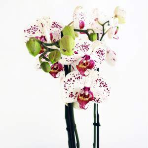 Orquídea roxa e flores brancas