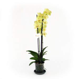 Gele orchidee plant