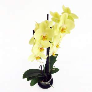 Gele orchidee bloemen