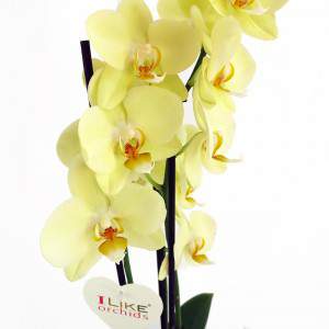 Phalaenopsis geel