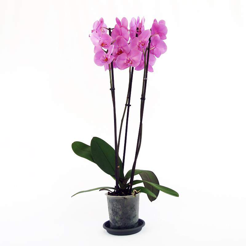Flieder-Orchideenpflanze