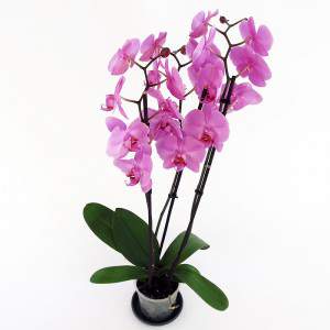 Flores de orquídeas lilás