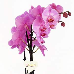 Lilac phalaenopsis