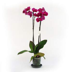 Roślina orchidei fuksja