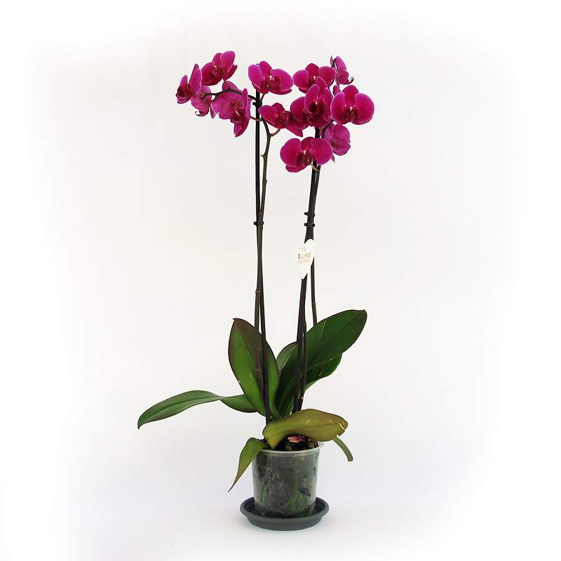 Pflanze fuchsia orchidee