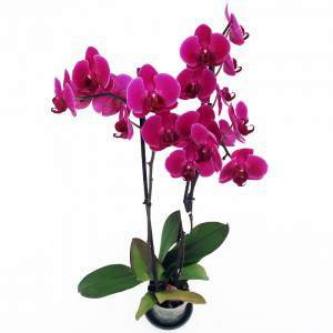 Orchidea fucsia fiori