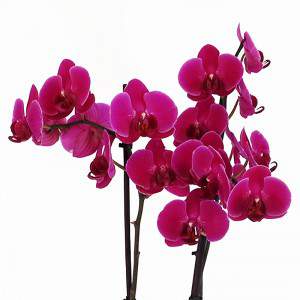 Phalaenopsis fuchsia