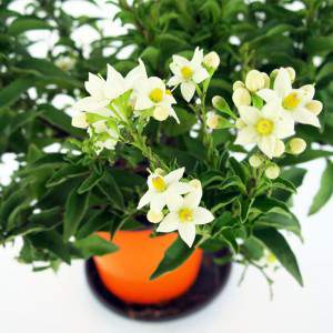 smal groen blad en witte bloemen