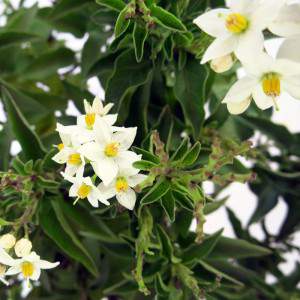 białe kwiaty z żółtymi słupkami