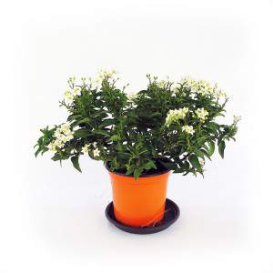Solanum Pflanze Jasminoid weiße Blumen