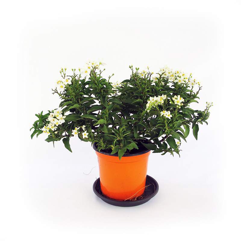 Solanum plant jasminoid white flowers Solanum plant jasminoid white flowers