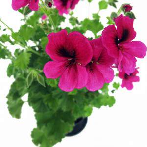 GERANIUM MACRANTA vaas 14cm fuchsia